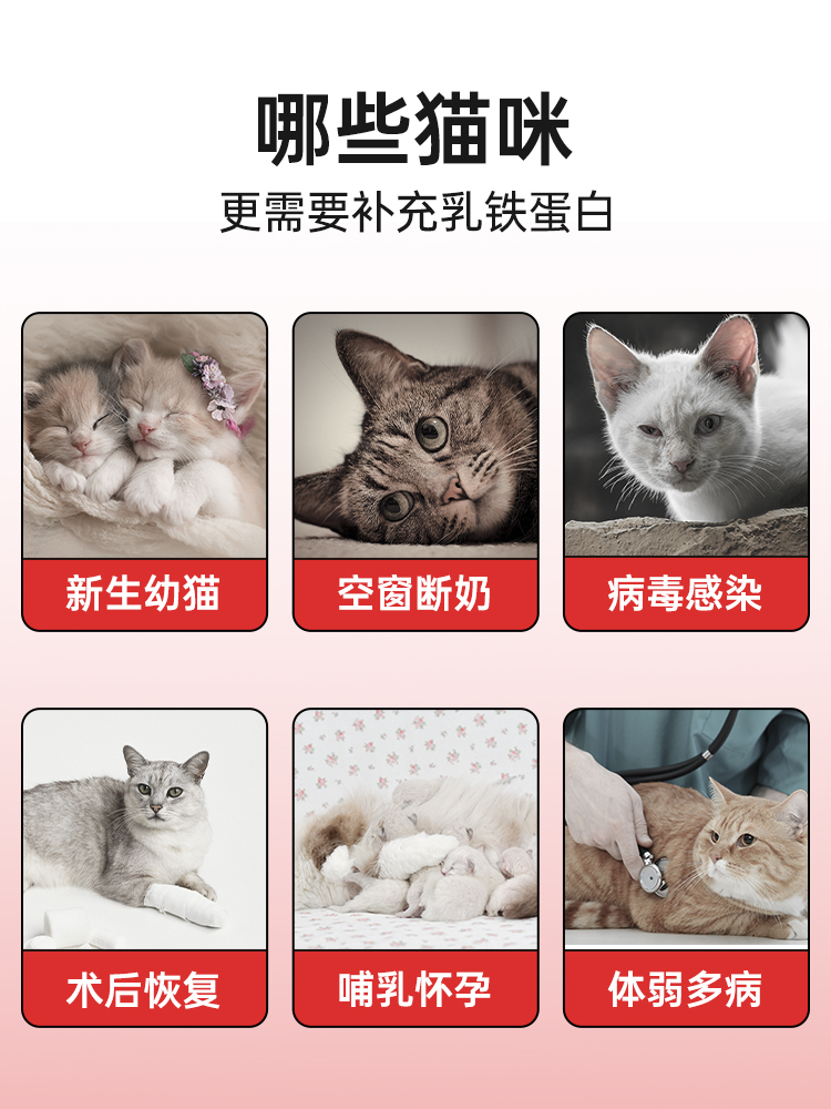 魔力猫盒猫咪乳铁蛋白粉JPHC联名款宠物营养补充剂孕猫幼猫专用